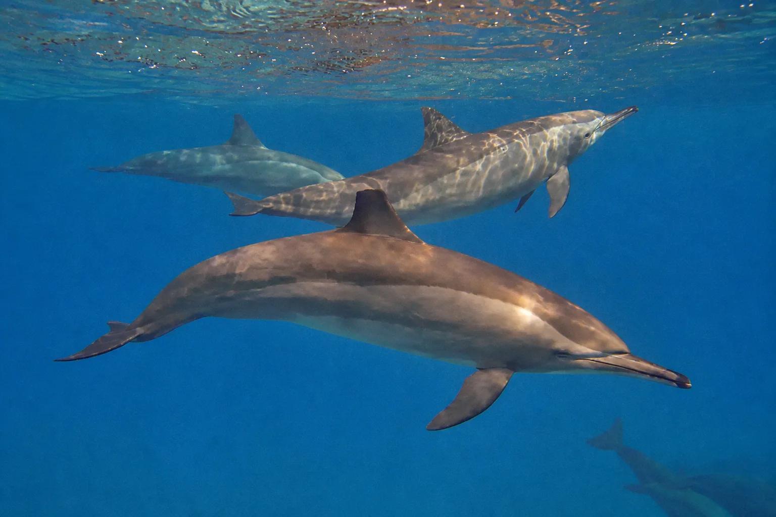 Spinner dolphins in the clear water at Dolphin House off Marsa Alam
