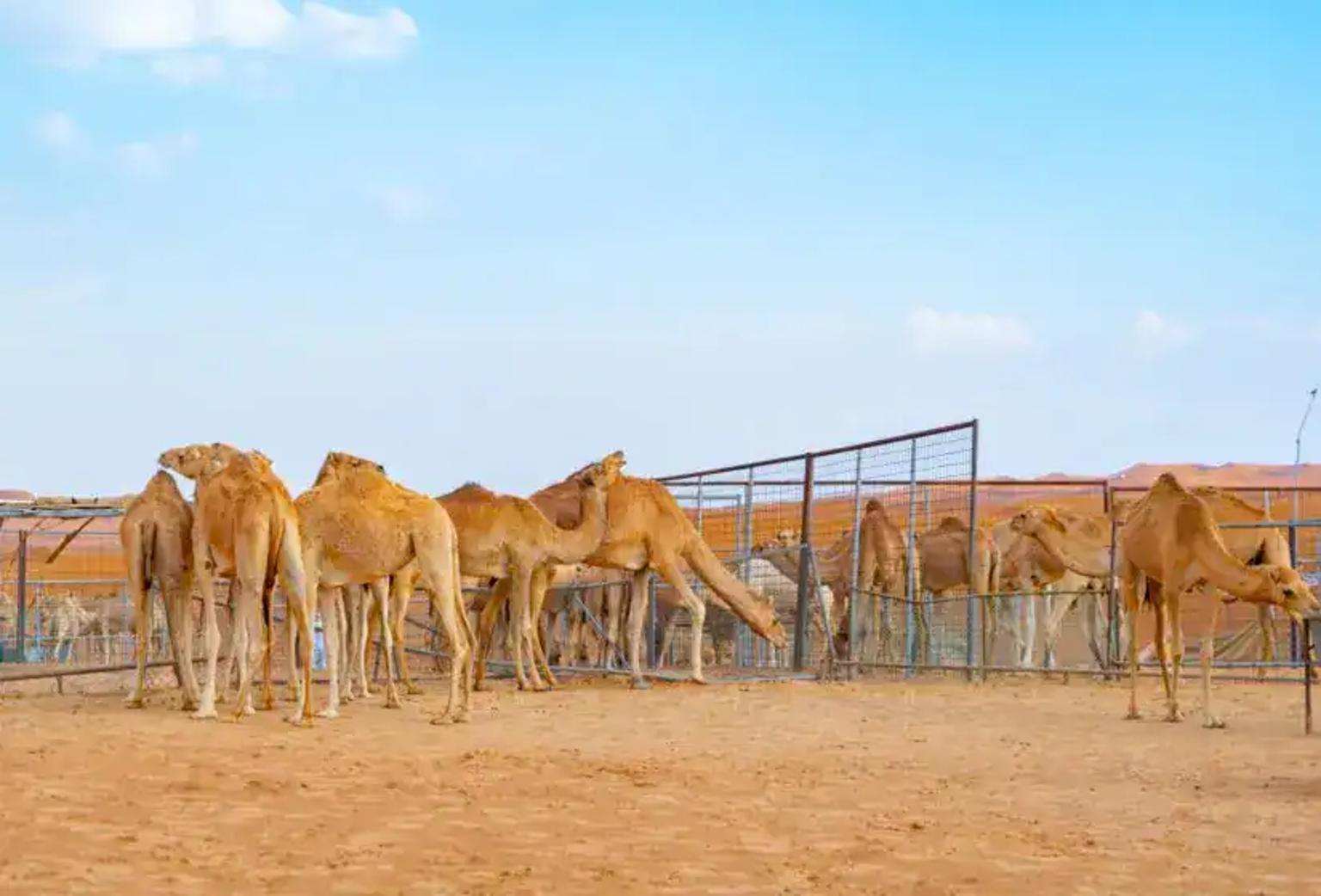 Authentic Shalateen Day Trip From Marsa Alam