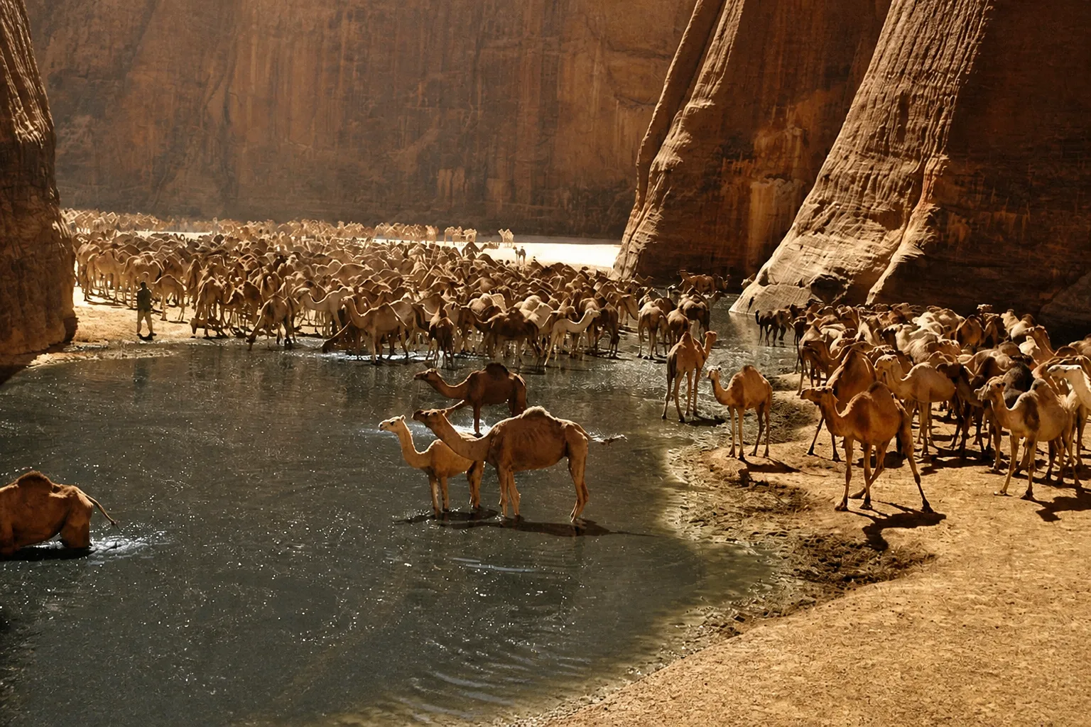 Mangroves and seagrass shallows at Wadi El Gemal national park