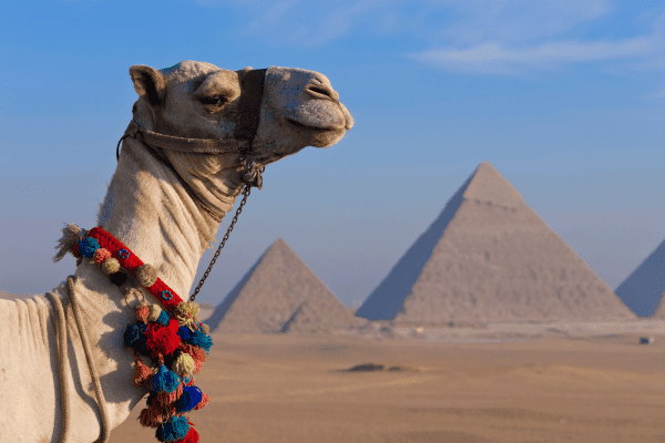 Close-up of a decorated camel with the Great Pyramids of Giza in the background, Egypt.