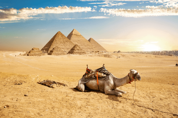 Relaxed camel resting in front of the Great Pyramids of Giza in Egypt at sunset.