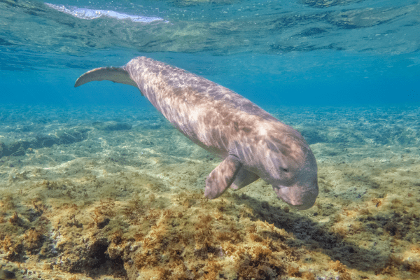 Abu Dabbab Snorkeling Half-Day Tour from Marsa Alam