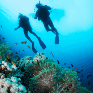 Divers exploring vibrant coral reef underwater.