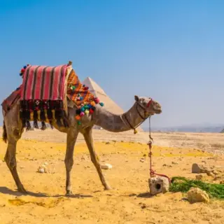 A beautiful camel in the Pyramids of Giza, the oldest Funerary monument in the world