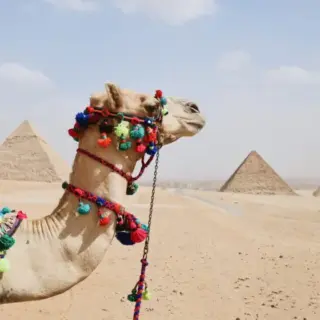 Camel at desert with pyramid