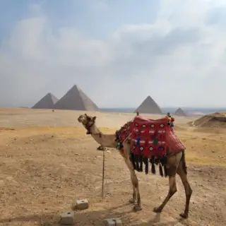 Camel standing in the desert with the great pyramids of Giza Cairo Egypt