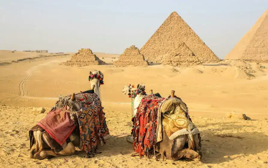 two camels on near pyramid Best Pyramid Ticket Prices & Tips 2025 Experience Egypt Egypt Tourist Destination