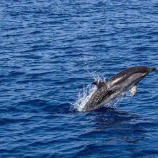 dolphin, marine mammal, animal, sea, sea creatures, water, swim, mammal, ocean, aquatic life, leap, nature, dolphin, dolphin, dolphin, dolphin, dolphin Private Dolphin House Boat Trip