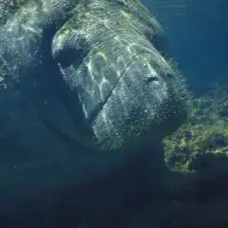 manatee, marine, animals, sea, water, ocean, endangered, seacow, sea cow, aquatic, life, florida, nature, species, dugong, underwater, fauna, blue life, blue cow, manatee, manatee, manatee, manatee, manatee, dugong, dugong, dugong Abu Dabbab Dugong Bay Snorkeling