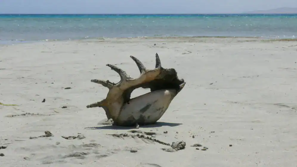 Egitto Mar Rosso spiaggia di Sharm El Loli panoramio