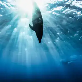 Dolphin (Delphinidae) mammal swimming in tropical underwaters. Silhouette Dolphin in underwater Sataya Dolphin Reef Snorkeling