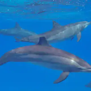 Private Snorkeling Boat Trip Dolphin house