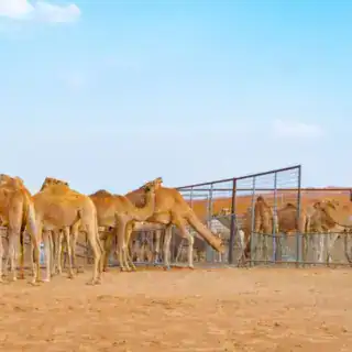 Classic Desert Super Safari