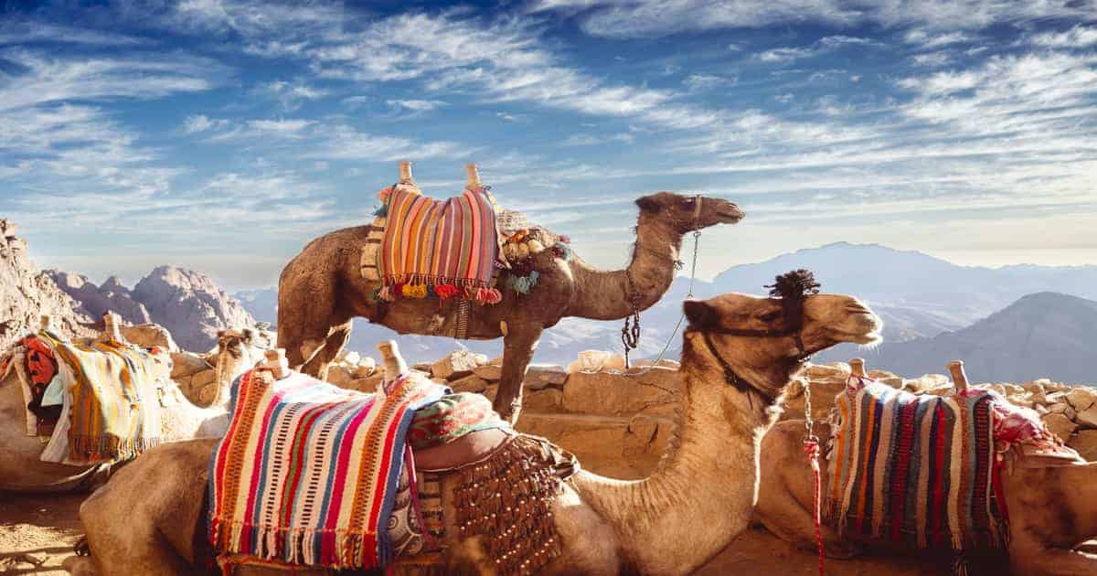 Pilgrimage to Mount Sinai sunrise summit view