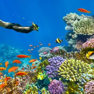 Scuba diver exploring vibrant coral reefs in Sharm El-Sheikh Red Sea Egypt