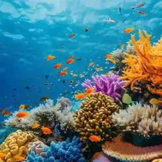submarine sharm el sheikh Underwater coral gardens with colorful fish in the Red Sea Egypt
